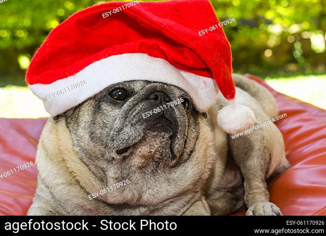 Merry Christmas, gorgeous pug breed dog with daddy-noe hat, closeup, portrait, old dog
