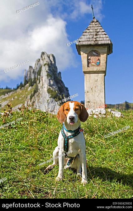 Beagle auf dem Riederecksattel vor dem Gipfel des Plankenstein