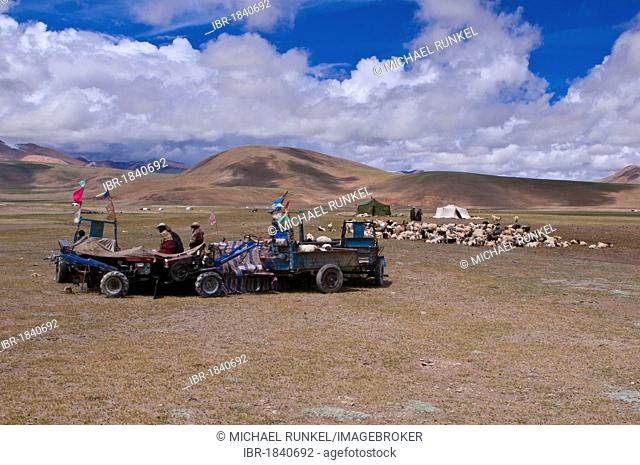Tibetan shepherds shearing sheep, along the road from Tsochen to Lhasa, Western Tibet, Tibet, Asia