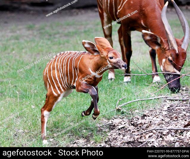 29 June 2022, North Rhine-Westphalia, Duisburg: The first baby bongo antelope, just a few weeks old, zooms through the outdoor enclosure next to its mother...