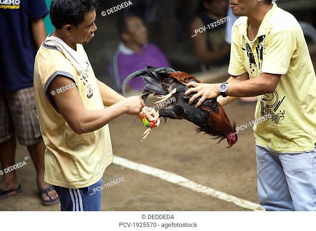 a man ties a blade to the leg of a rooster, which was bred for cock fighting, dumaguete, negros island, philippines