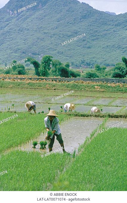 People working in paddy fields. South West