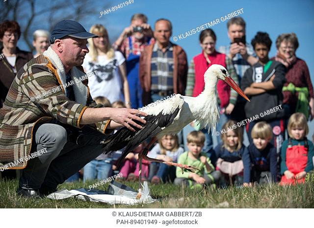 Michael Kaatz, environmentalist and director of the Loburg stork farm, releases stork 'Luther' into the wild as residents and a group of kindergartners look on...