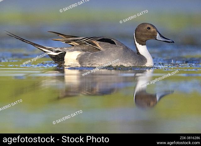 Northern Pintail (Anas acuta), side view of an adult male in the water, Campania, Italy