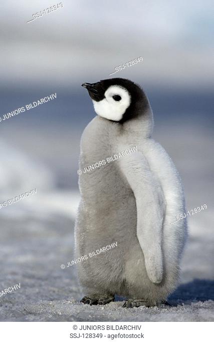 emperor penguin - cub - Aptenodytes forsteri