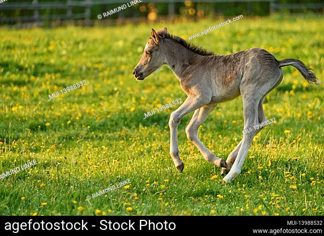 Horse, foal running on pasture in spring