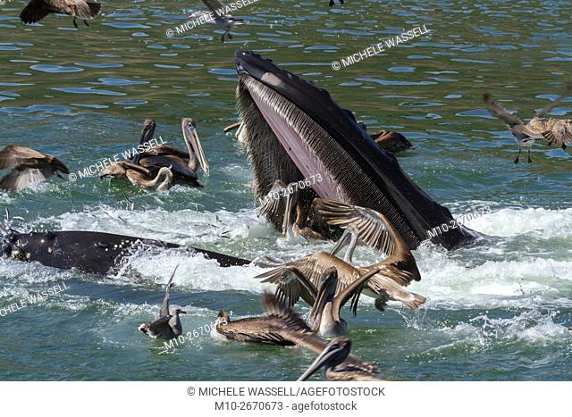 Lunge feeding Humpback Whale in Avila Beach, California, USA