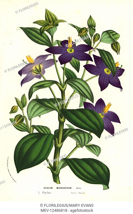 Persian violet, Exacum macranthum. Critically endangered. Handcoloured lithograph from Louis van Houtte and Charles Lemaire's Flowers of the Gardens and...