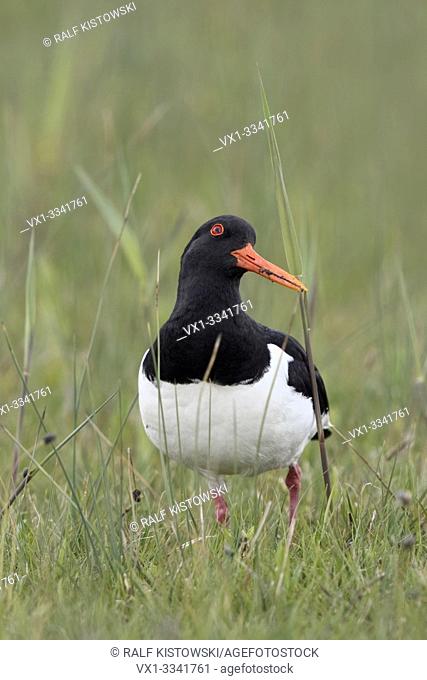 Oystercatcher ( Haematopus ostralegus ) in typical surrounding of a wet, extensive meadow, watching up for safety, looks funny, wildlife, Europe.