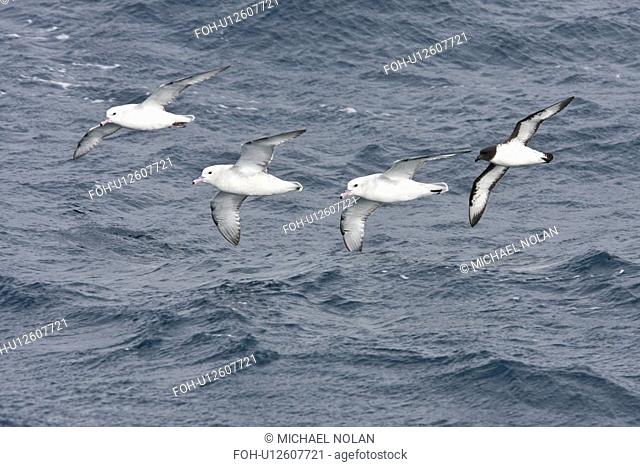 Three adult southern fulmars Fulmarus glacialoides on the wing with a single cape petrel Daption capense in the Drake passage between the tip of South America...