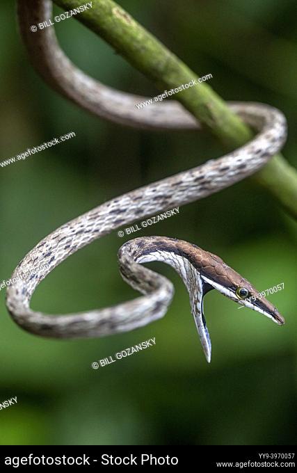 Brown Vine Snake (Oxybelis aeneus) opening mouth in threat display to intimidate a predator - La Laguna del Lagarto Eco-Lodge, Boca Tapada, Costa Rica