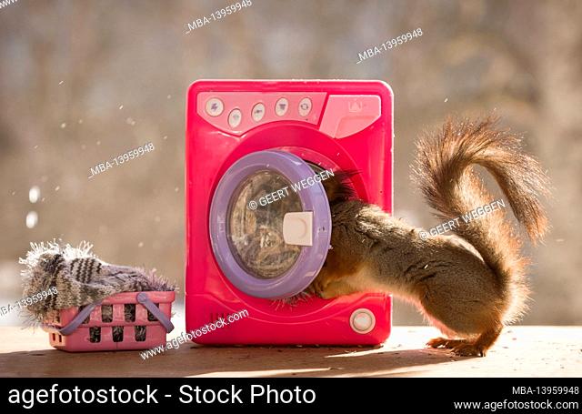 red squirrel with an washing machine