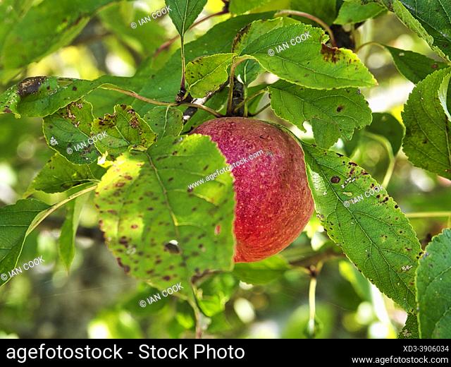 ripe apple still on the tree near Sadillac, Dordogne Department, Nouvelle Aquitaine, France