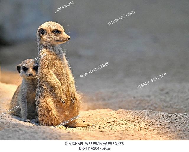 Meerkats or suricates (Suricata suricatta), juvenile, 13 weeks, peeking anxiously from behind older animal, captive