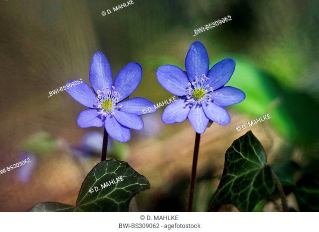 hepatica liverleaf, American liverwort (Hepatica nobilis), blooming, Germany, North Rhine-Westphalia