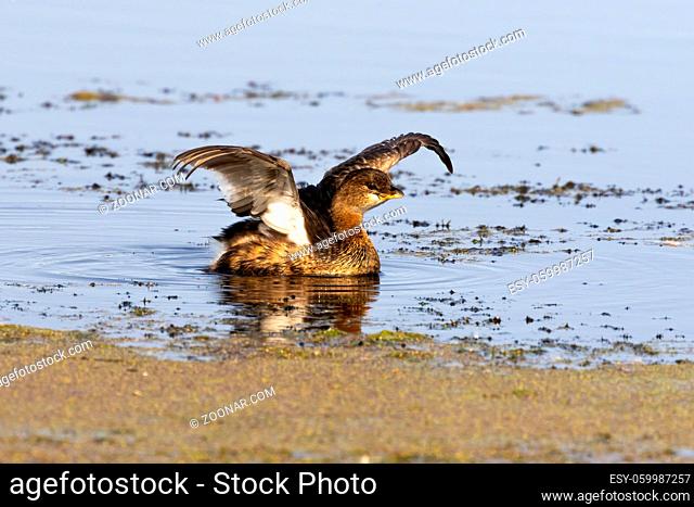 Pied-billed grebe during drying feathers after hunting, typical holding of the wings