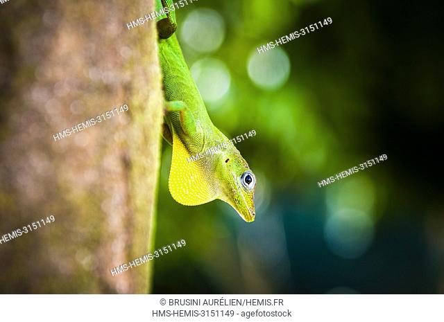France, Caribbean, Lesser Antilles, Guadeloupe, Basse-Terre, Petit-Bourg, Anoli male with throat deployed on the trunk of a tree