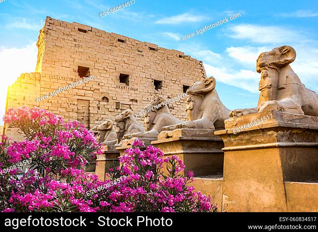 Pink flowers near Sphinxes of Karnak Temple in Luxor
