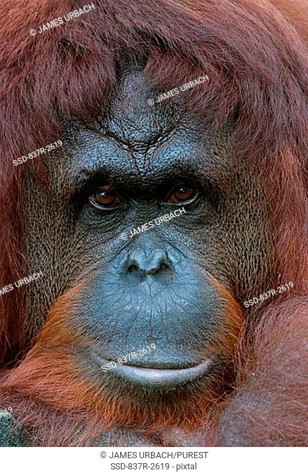 Close-up of an orangutan