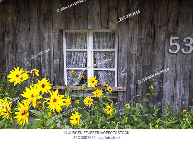 blooming aster flowers in front of a lattice window, Black Forest house in Menzenschwand, near St. Blasien, district Waldshut