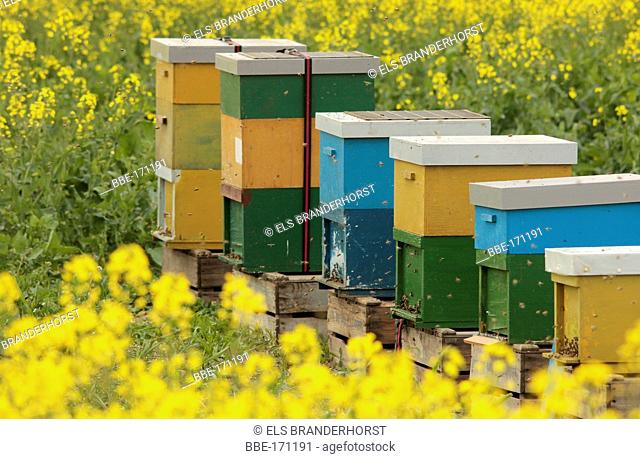 Bee hives in a yellow field of Rape Seed