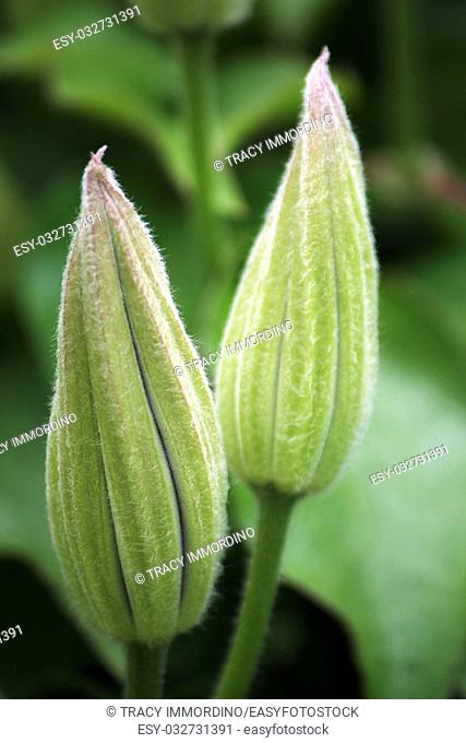 Closeup of two buds of a Clematis flowering vine using a bokeh effect
