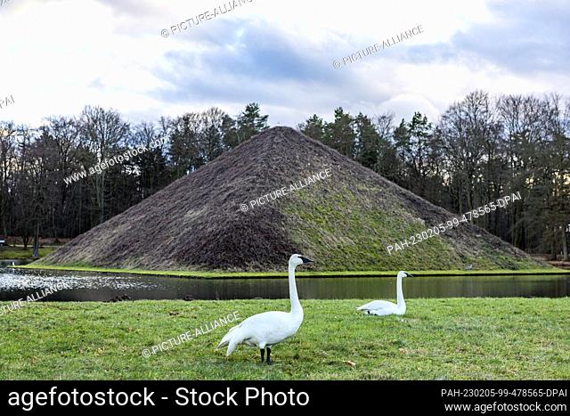 04 February 2023, Brandenburg, Cottbus: The trumpeter swans (Cygnus buccinator) Herrmann and Lucie stand in front of the lake pyramid in the Prince Pückler Park...
