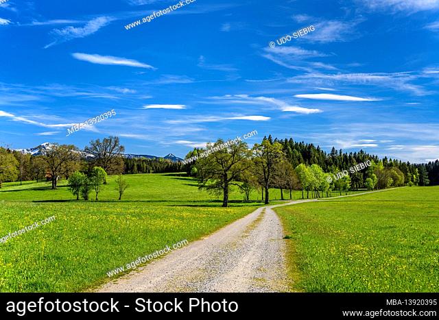 Germany, Bavaria, Upper Bavaria, Pfaffenwinkel, Obersöchering, spring landscape near Habaching