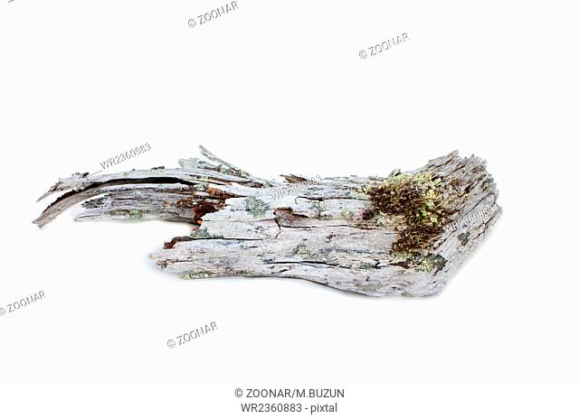 wood is very old on white background