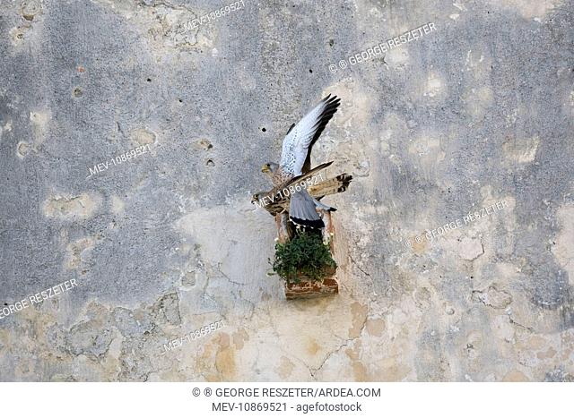Adult male and female Lesser Kestrel mating at nest site (Falco naumanni). Tarifa Spain