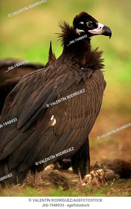 Black vulture Aegypius monachus in the National Park Cabañeros. Ciudad Real