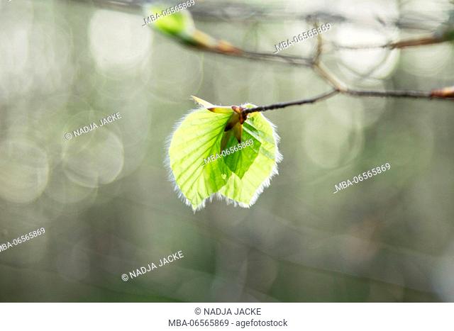 Delicate fresh beech foliage in spring