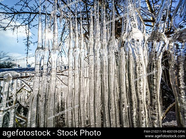 11 February 2021, Hessen, Frankfurt/Main: At noon, the sun shines through a curtain of icicles that has formed on the banks of the little river Nidda in the...
