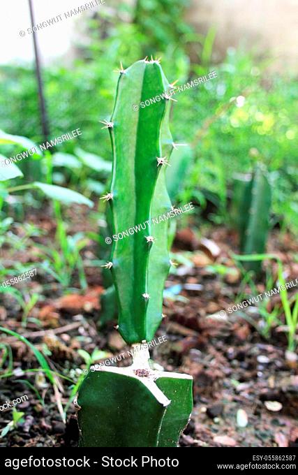 Hylocereus undatus cactus Sprouting in the plot