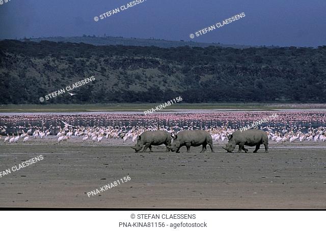 white Rhinoceros, Wide-mouthed Rhinoceros Ceratotherium simum - Nakuru National Park, Lake Nakuru, Great Rift Valley, Kenya, Africa