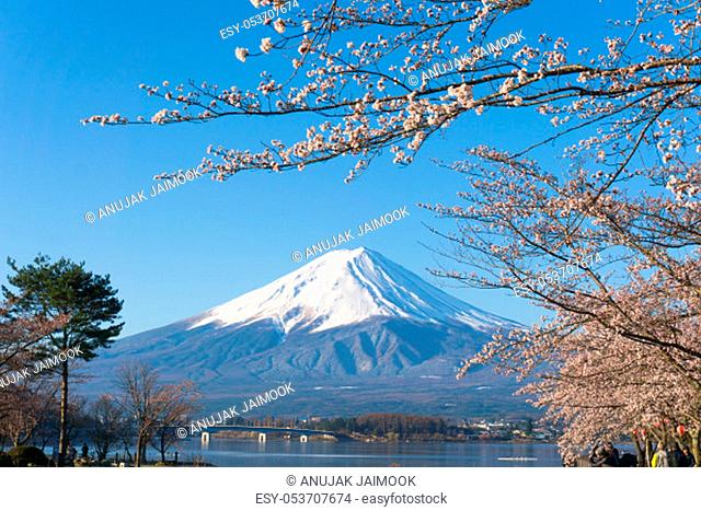 Northern Shores of Kawaguchiko where cherry trees are planted for 1.2km along the lake and Chureito Pagoda are the most scenic views can be captured cherry...
