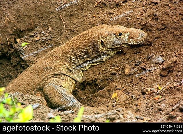 Komodo dragon digging a hole on Rinca Island in Komodo National Park, Nusa Tenggara, Indonesia. It is the largest living species of lizard