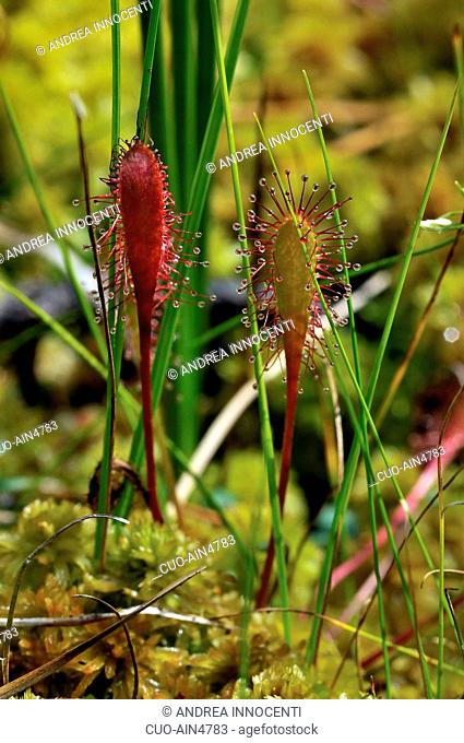 Estonia - Soomaa National Park - Riisa Study Trail - Drosera anglica, pianta carnivora di piccole dimensioni, presente nella torbiera