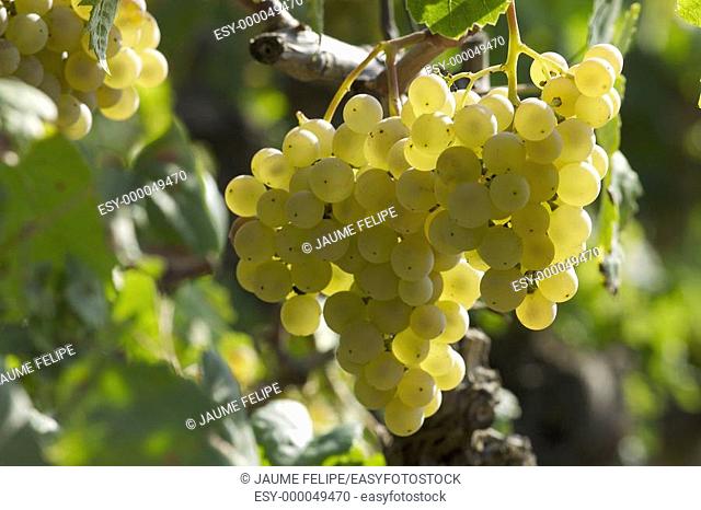 White grapes (Vitis vinifera, var. Xarel.lo). Moià, Olèrdola, Alt Penedès. Barcelona province, Catalonia, Spain