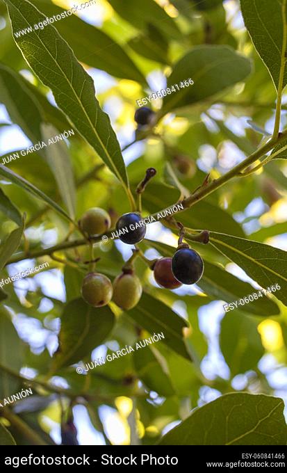 Bay or Laurus nobilis berries closeup. Mediterranean native tree used for seasoning in cooking