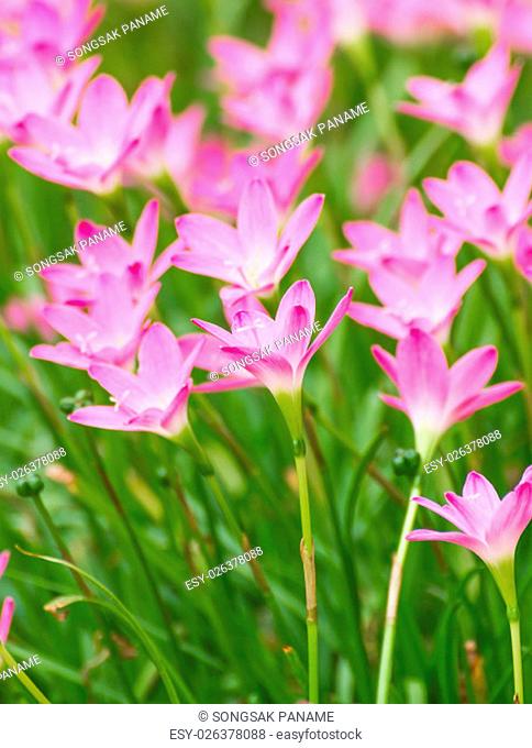Pink rain lily flower in garden. Changmai Thailand