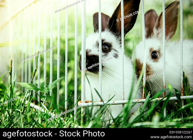 Little bunnies are sitting in an outdoor compound. Green grass, spring time
