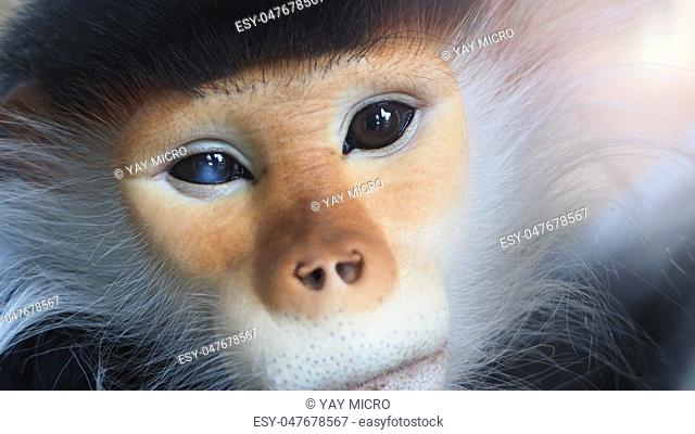 Close-up images of Red-shanked douc langur or Pygathrix nemaeus which is a kind of wild life Primates monkey and mostly can be found in Vietnam