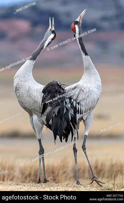 Common cranes, Grus grus, singing, Gallocanta, Spain