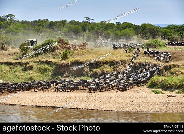 eastern white-bearded wildebeests