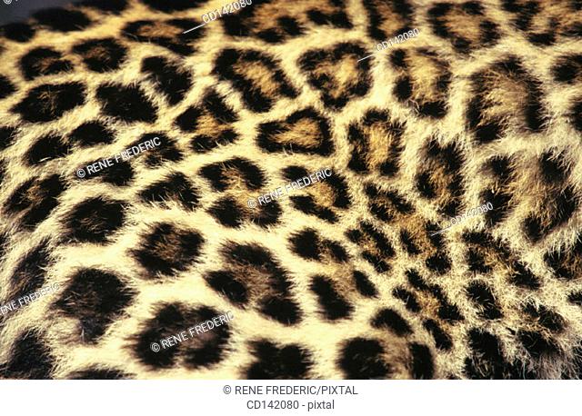 Leopard fur (Panthera pardus)