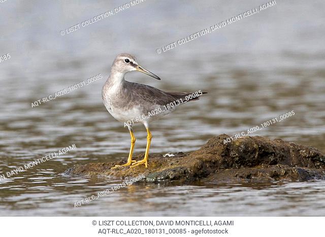 First-winter Grey-tailed Tattler (Tringa brevipes), as a vagrant on Terceira, Grey-tailed Tattler, Tringa brevipes