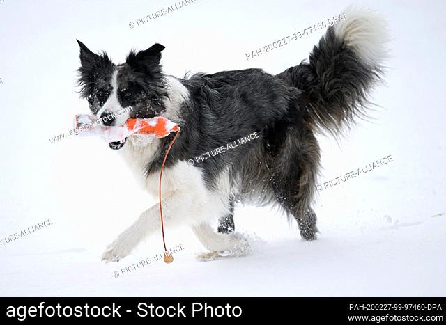 27 February 2020, Hessen, Willingen: Border Collie Jade runs through the snow with a retrieved dog toy. More snowfall is expected during the day