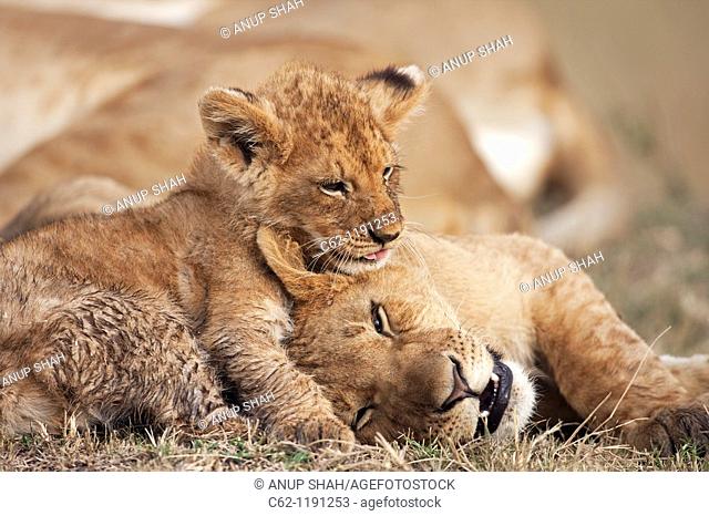 Lion (Panthera leo) cub aged about 4 months playing boisterously with an older cub aged about 9 months, Maasai Mara National Reserve, Kenya