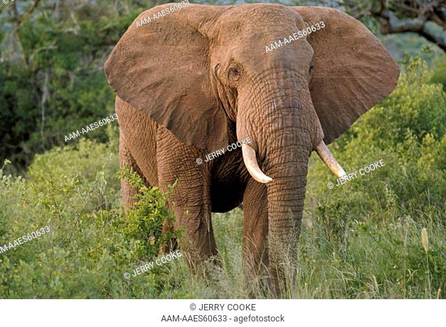 Elephant, Tsavo, Kenya
